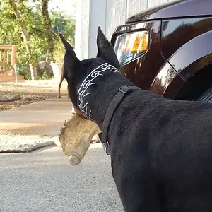 Roman peeking around the corner to get the girls attention. Boy dose he love to be chased..