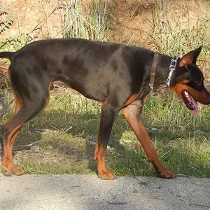 Looks like hes a little on the tired side