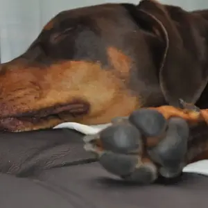 Paw