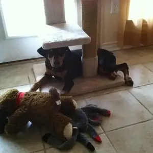 The cat tree isn't mine?