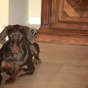 fiona's first birthday