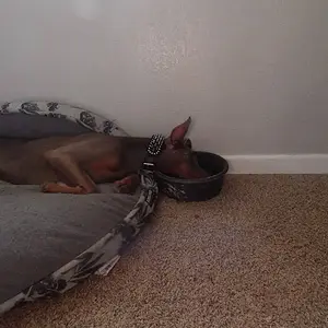 Sleeps in food bowl!