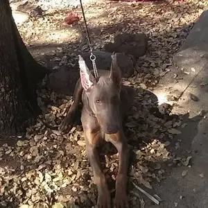 Couple weeks after ears were cropped