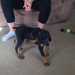 First day home 10 weeks old