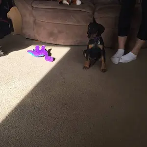 Exploring the new home