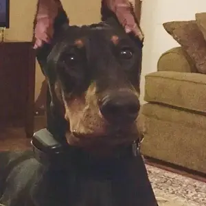 This e collar ??? Naa