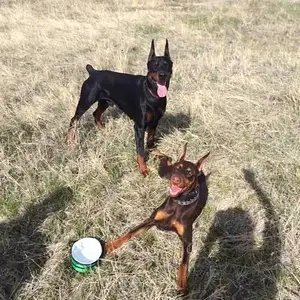 Gretchen's 1st time meeting a dobie, Atlas