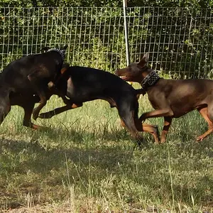 Free running in the sun .