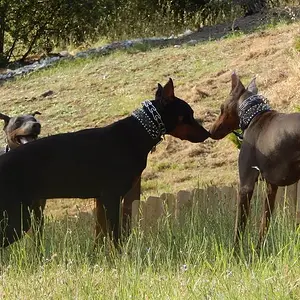 Roman is such the ladies man