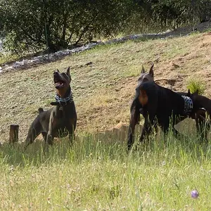 Demona looking at a bird