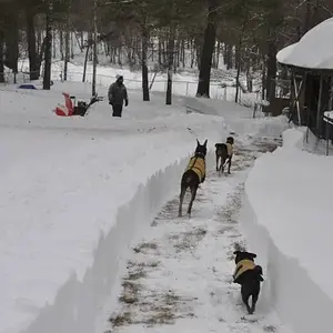 Heading out back this winter