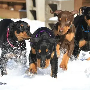 FLYNN AND HIS SISTERS