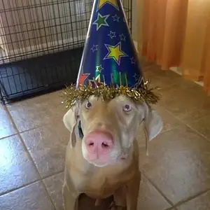 Bday 1y/o