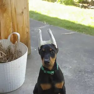 I'm innocent...honest!