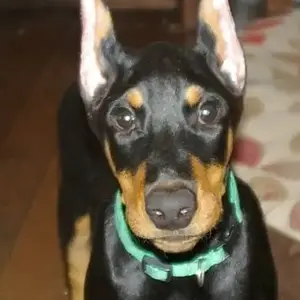 Some growing needed, gotta catch up with those ears!