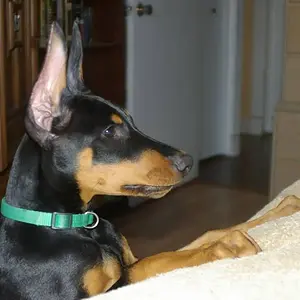 Addie at 12 weeks, post change