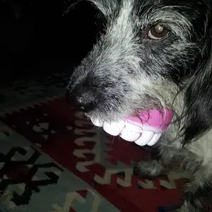 don't mess with the sweepy, i got my teeth in