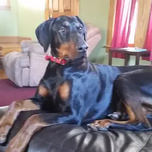 Otto watching over me after my surgery