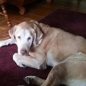 Old man Shaymus...RIP