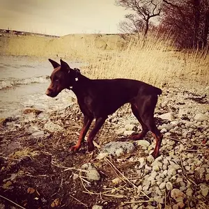 Juodoji Orchidėja Ashera