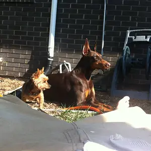 Gretchen And Prince 082215