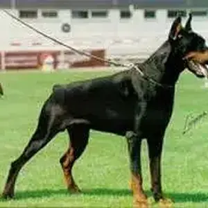 Gamon_di_campovalano