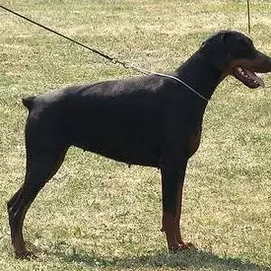 Jahrestal_princes_phiola