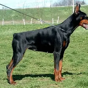 Kylie_vom_noblesshof