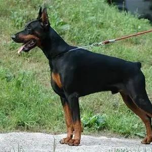 Livonijas_baron_hero_hieronimus