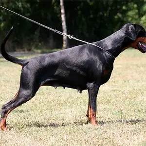 Nightwish_nera_v_noblesshof