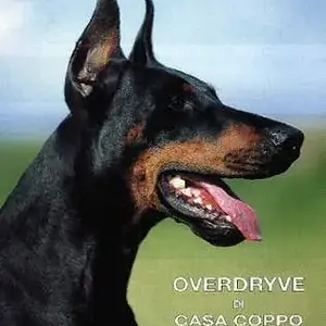 Overdryve_di_casa_coppo