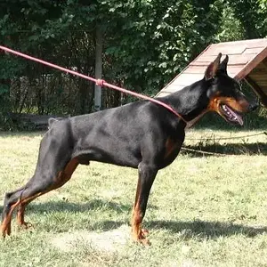 Terror_lewan_von_jahrestal