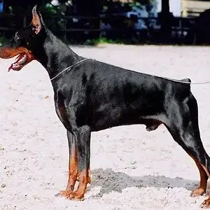 Gino_gomez_del_citone