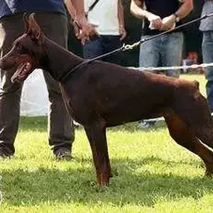 Pride_of_russia_dasha