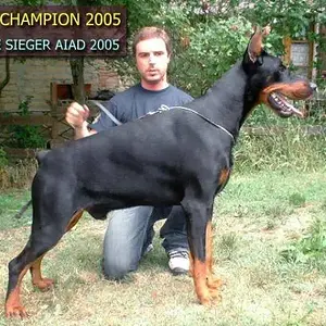 Urbano_del_diamante_nero