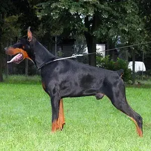 Valdo_from_lipar_land