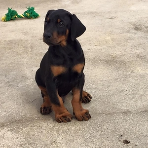 Kobi Aka endsers Bailey