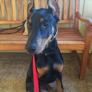 At the vet...waiting to get a shot and wondering why a little dog is barking at him