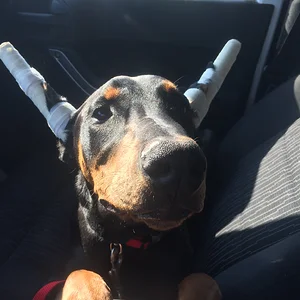 Heading to Petsmart to lodge a complaint!