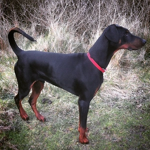 Kobi on rabbit watch