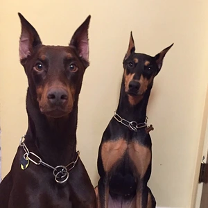 Duke & Dobie