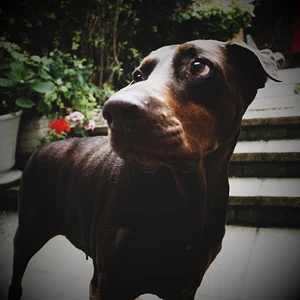 Gina di Villa Valori