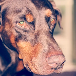 Gina di Villa Valori