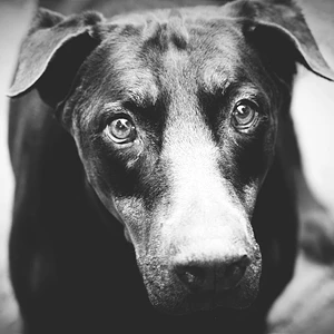 Gina di Villa Valori