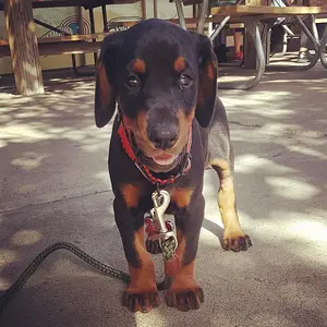 Anubis says Hi from Texas