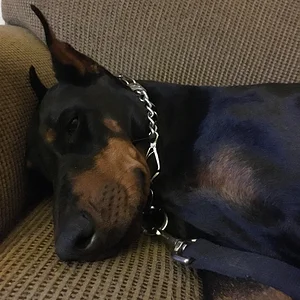 Why such a long face?