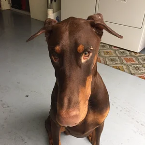 Ears down