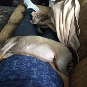 Doberblanket