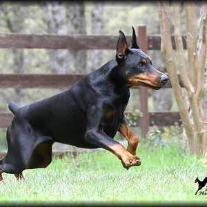 JAKE READY TO RUMBLE