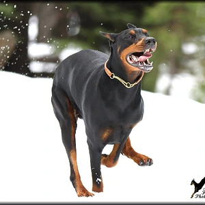 SNOW RUN!  March 27,2017